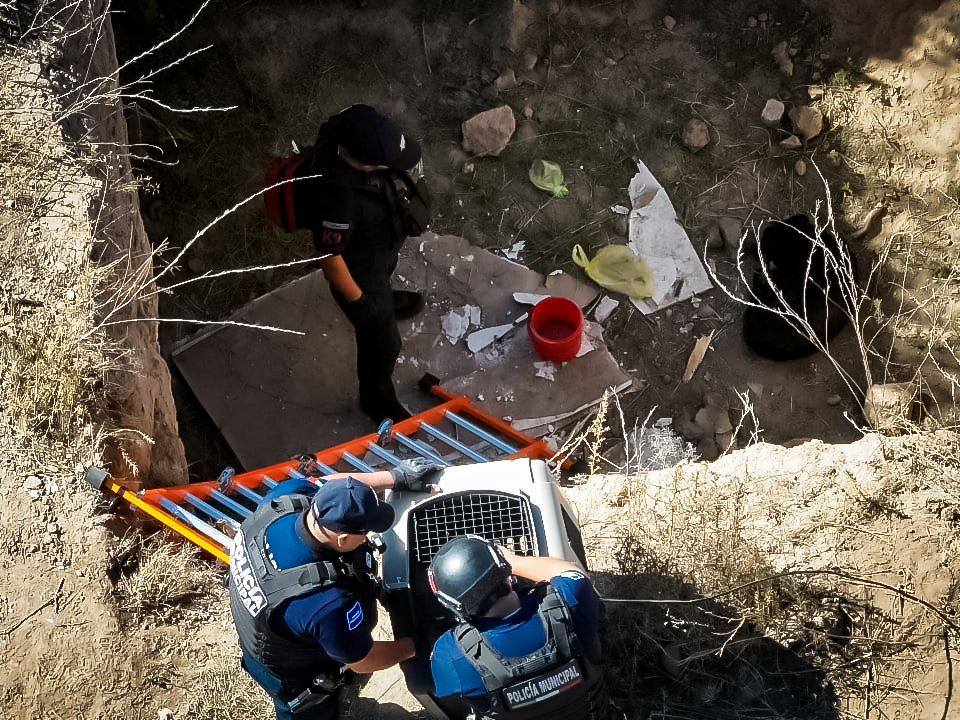 Mediante operativo con drones fue rescatado un lomito en Pachuca. (Cortesía)