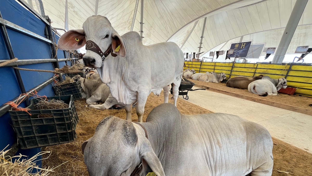 En Tampico se realizó una exposición de la Asociación Mexicana Criadores de Cebú. (Yazmín Sánchez)