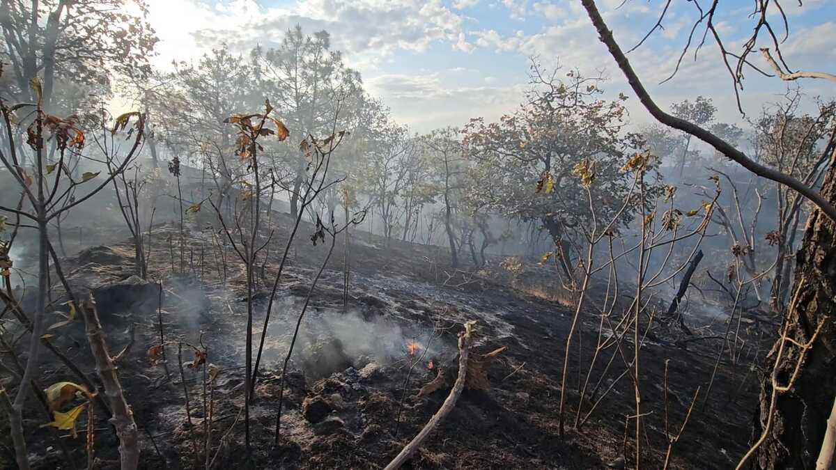 Zona del incendio en el bosque de La Primavera. ( Juan Carlos Munguía)