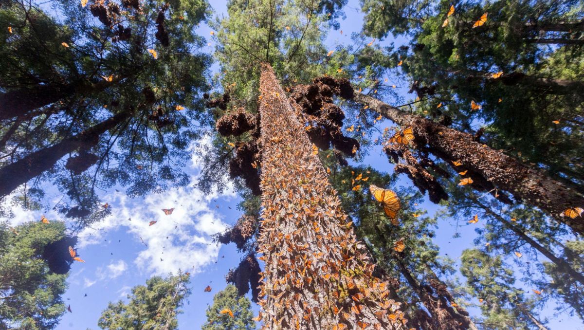 Bosques de México con paisajes que parecen de cuento. | Imagen ilustrativa