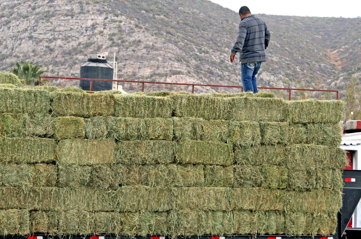 Los forrajes, hortalizas y nogales serán los tres principales cultivos a sembrar en este 2026. (Archivo: Roberto Amaya)