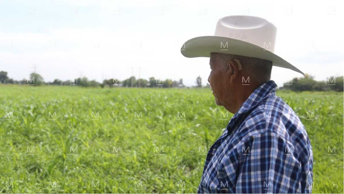 De los 150 millones de pesos destinados a productores de maíz en Guanajuato, aún faltan por entregarse 98 millones.