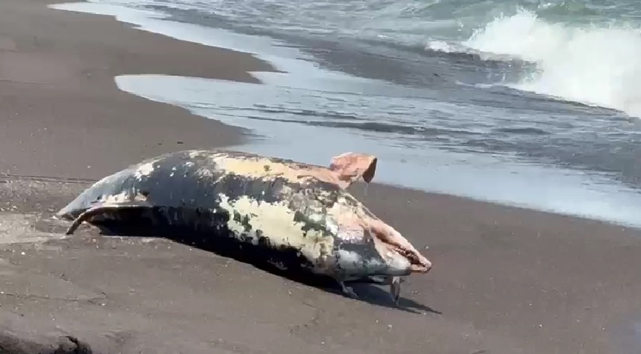 Hallan delfín muerto en playas de Alvarado, Veracruz; ya investigan qué ocurrió