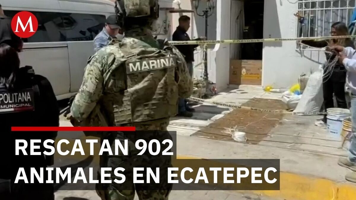 Rescatan 902 animales en caso extremo de maltrato en Ecatepec
