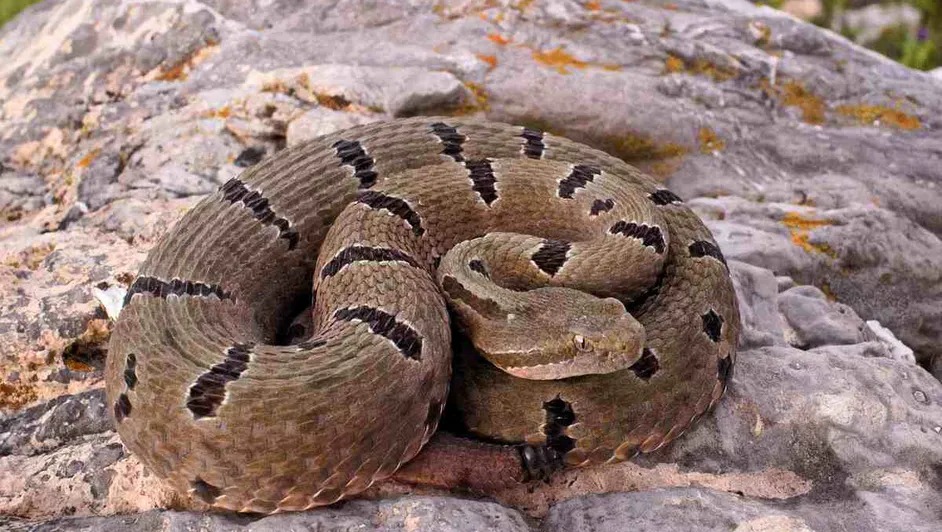 Víbora de cascabel. | (Enciclovida)
