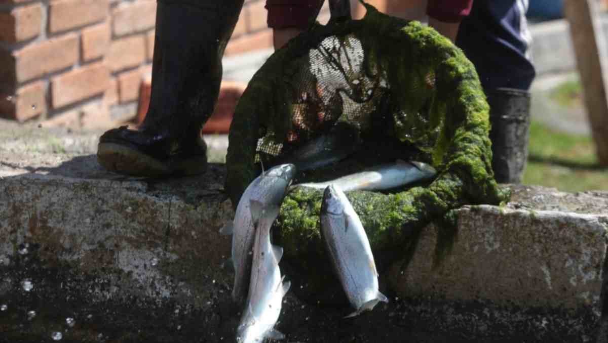 Amanalco celebrará la Feria de la Trucha 2026 con actividades deportivas, artísticas y musicales. Foto: Tania Contreras