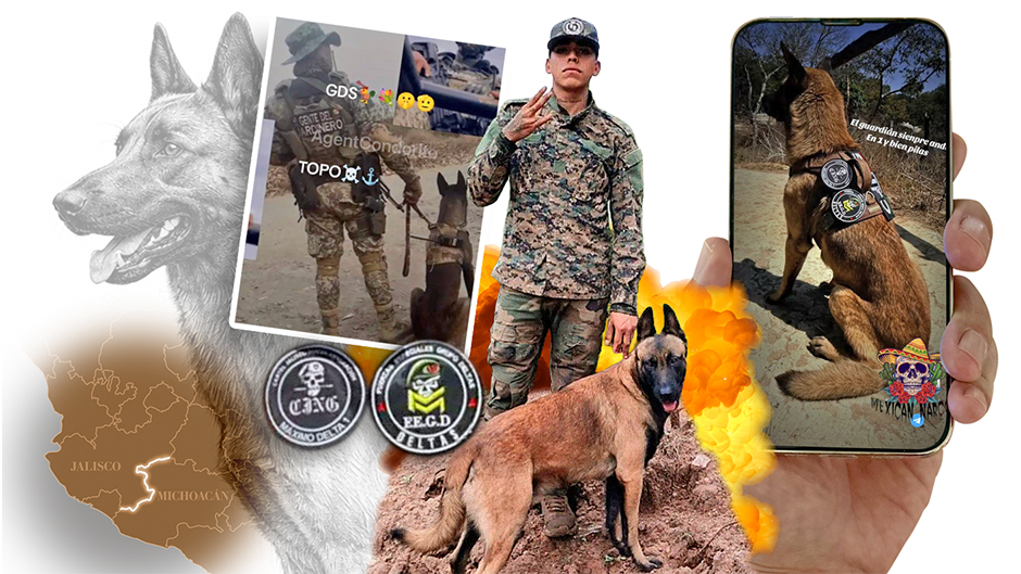 Descubren que el CJNG tiene perros adiestrados (Especial).