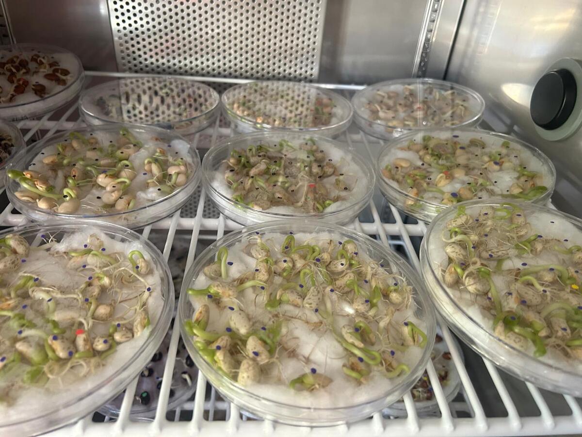 Estudiante del Instituto Tecnológico de Torreón desarrolla proyecto para fortalecer el cultivo del frijol en La Laguna. (Cortesía)