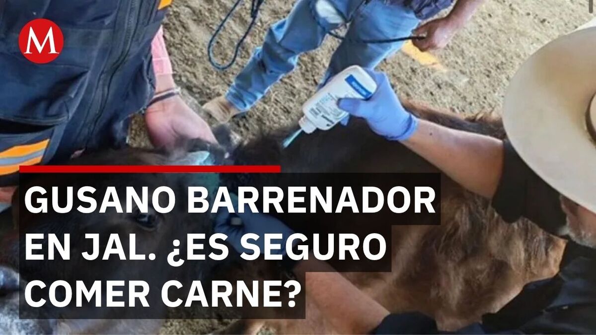 Jalisco reporta 44 casos de gusano barrenador; ¿por qué sube el precio de la carne?