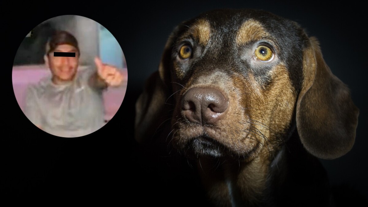 Perrito pierde la vida tras recibir disparo. | ESPECIAL