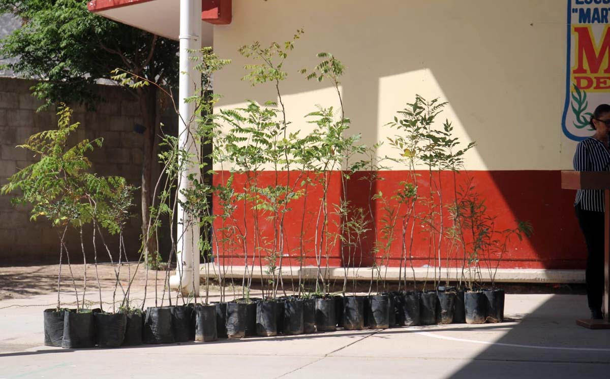 Resforestarán escuelas en La Laguna de Durango. | Foto: Rolando Riestra