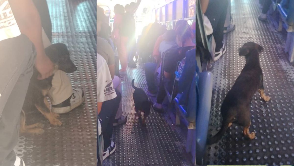 La rutina de los laguneros que tomaron la unidad 'C353' de la ruta urbana de Dalias Directo cambio por completo por el lomito. | Especial