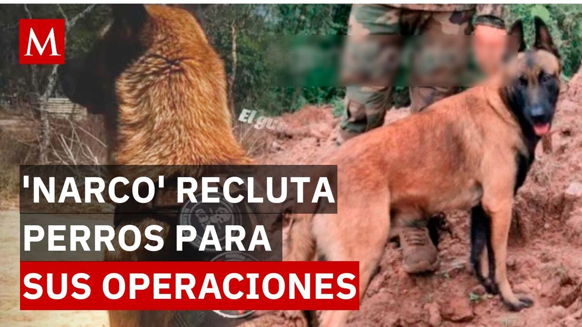 Adiestramiento canino: La nueva táctica del CJNG en México