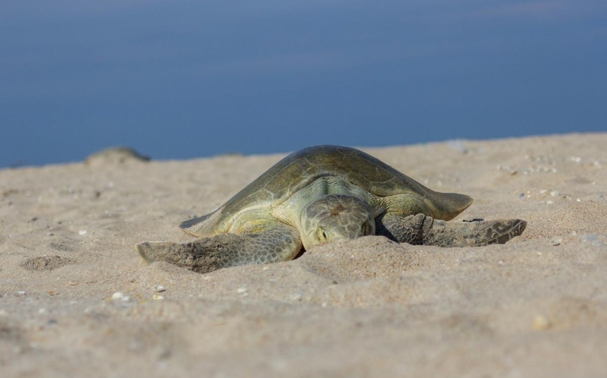 Primera anidación de tortugas en la playa Tepehuajes, en Soto la Marina.