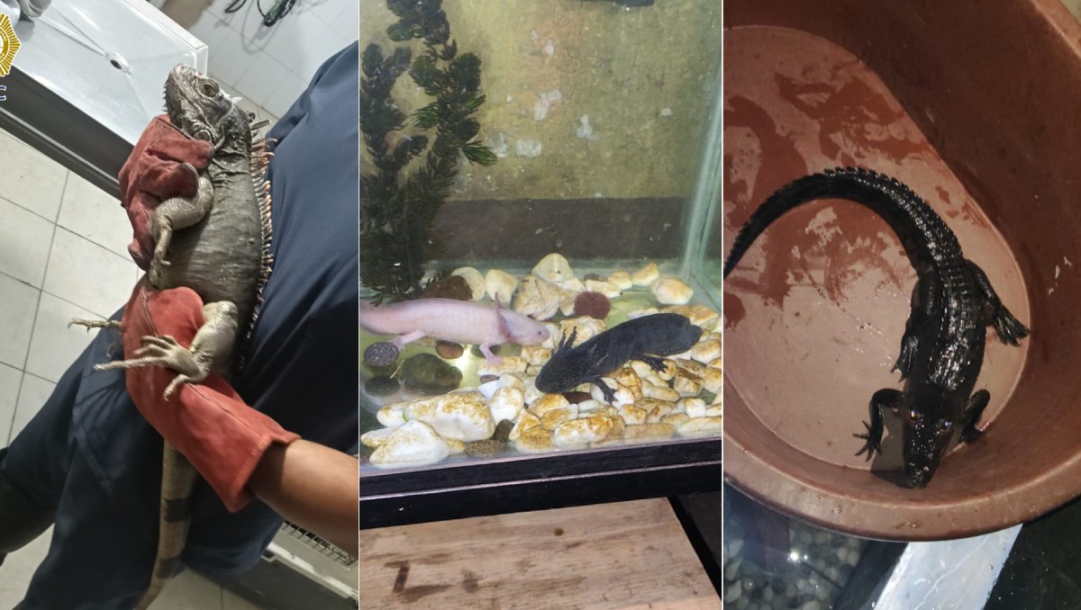 Aseguran cuatro animales exóticos tras un cateo en la Magdalena Mixiuhca, alcaldía Venustiano Carranza. | Especial