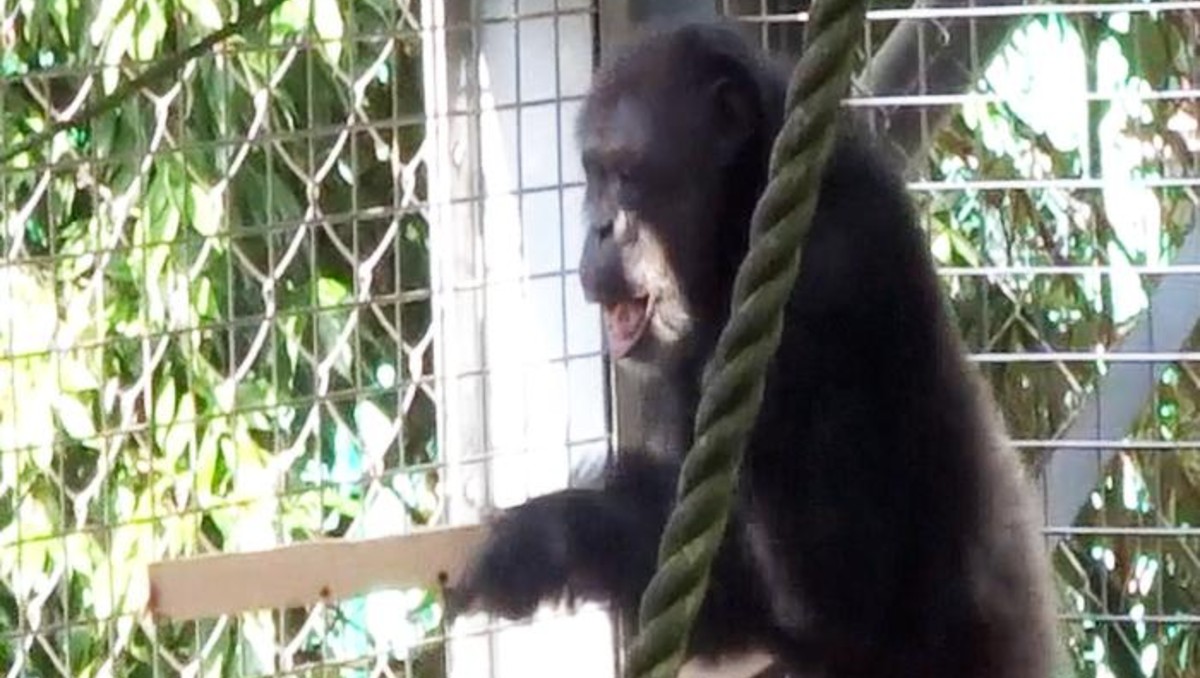 Chimpancé sorprende a científicos por actividades musicales | ESPECIAL