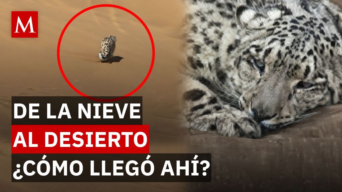 ¿Qué hacía un leopardo de las nieves en el desierto? El insólito caso que alerta a expertos
