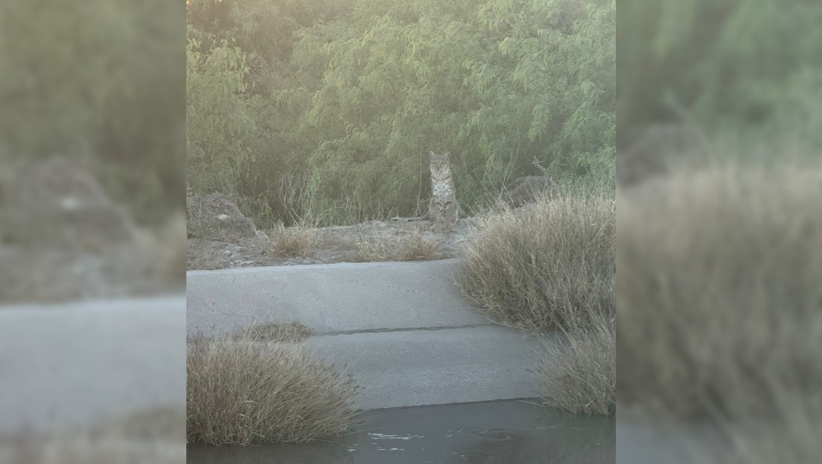 Se dice que con la llegada del agua de riego, es más frecuente el avistamiento de fauna silvestre. | Especial