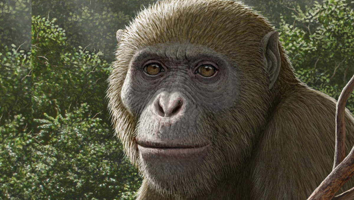 El Masripithecus moghraensis. redefine lo que sabíamos de los simios modernos |Mauricio Antón