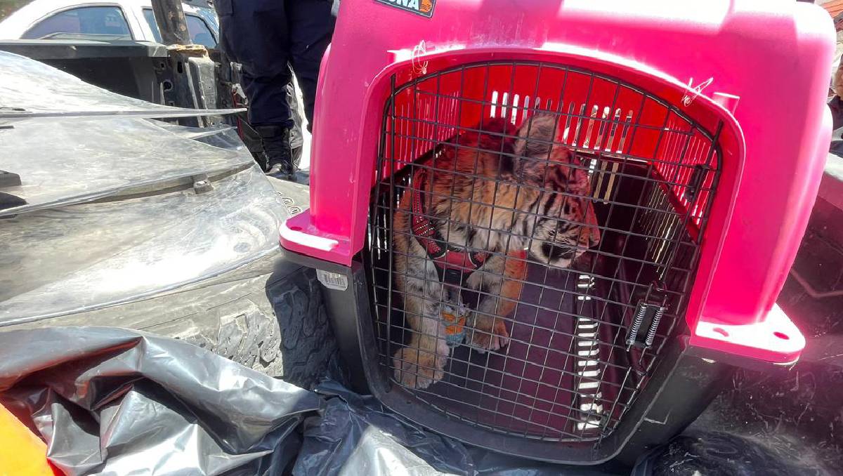 El tigre de bengala fue resguardado por falta de documentación legal. Foto: (Especial)