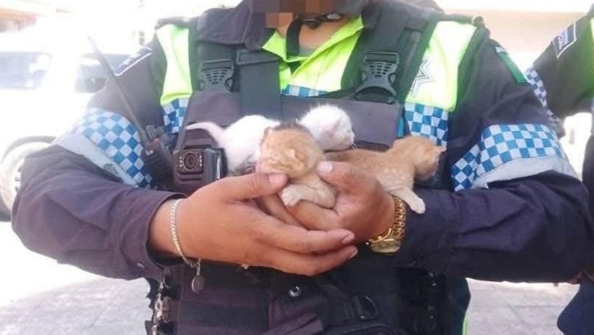 El abandono de gatitos en Celaya  generó indignación entre ciudadanos. | Especial
