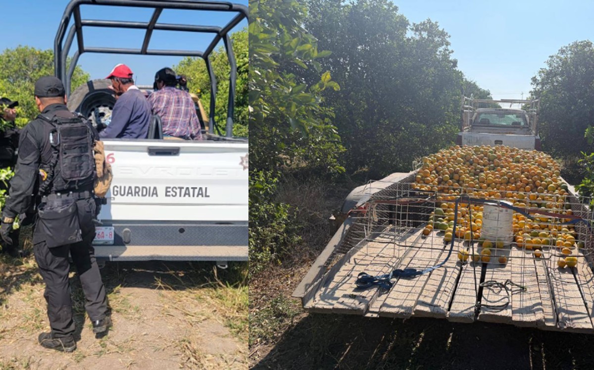 Guardia Estatal detiene a cinco hombres por presunto robo de cítricos en Nuevo Padilla. | SSPT
