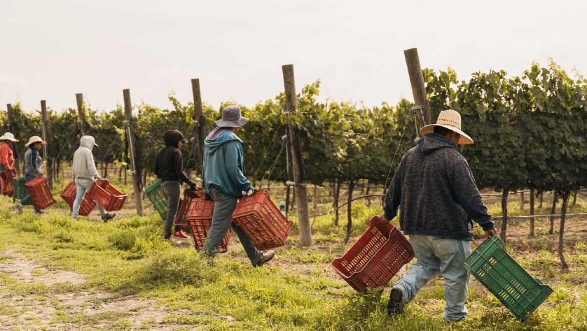 Este reconocimiento posiciona al municipio como un referente nacional del enoturismo. | Cortesía