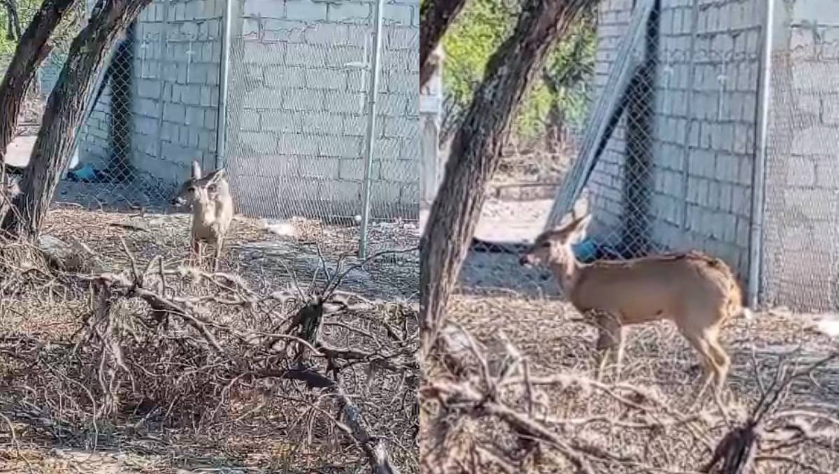 El venado será liberado en su hábitat natural conforme a los protocolos de conservación. | Carolina Espinosa