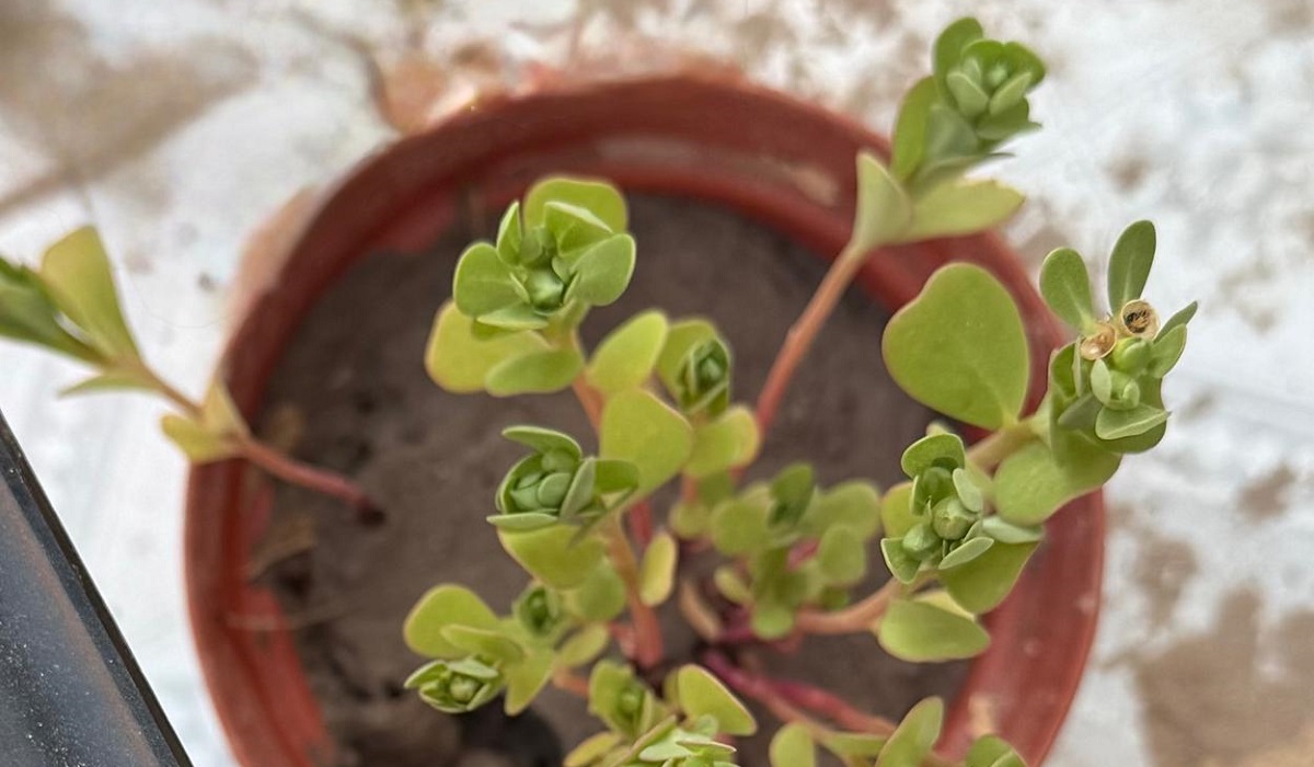 La verdolaga destaca por su alto contenido proteico y su adaptación natural a entornos áridos. (cortesía)