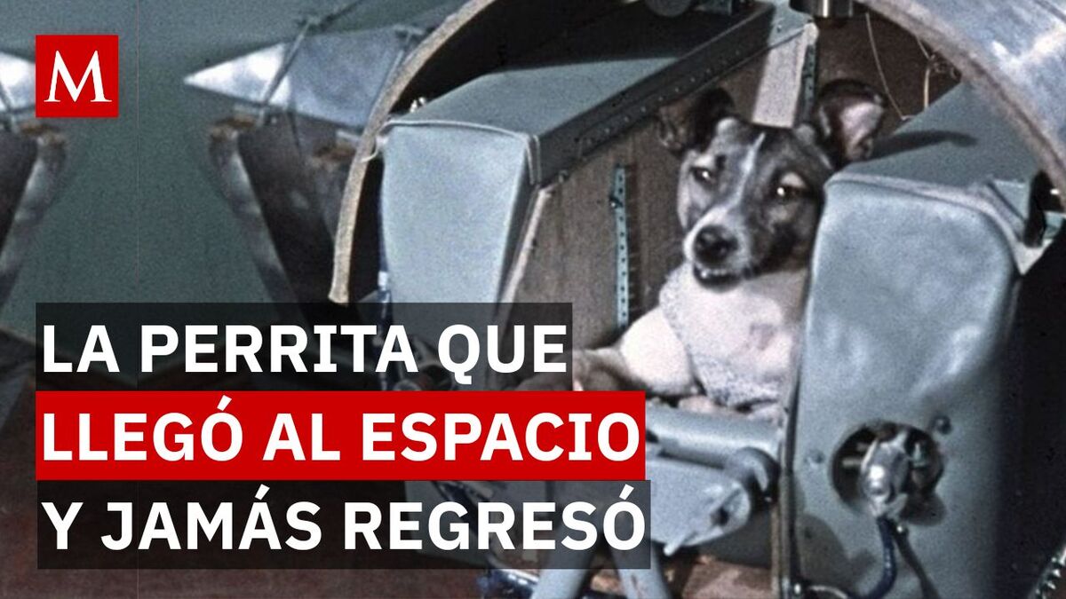 La historia real de Laika: la perra que orbitó la Tierra y murió en el espacio