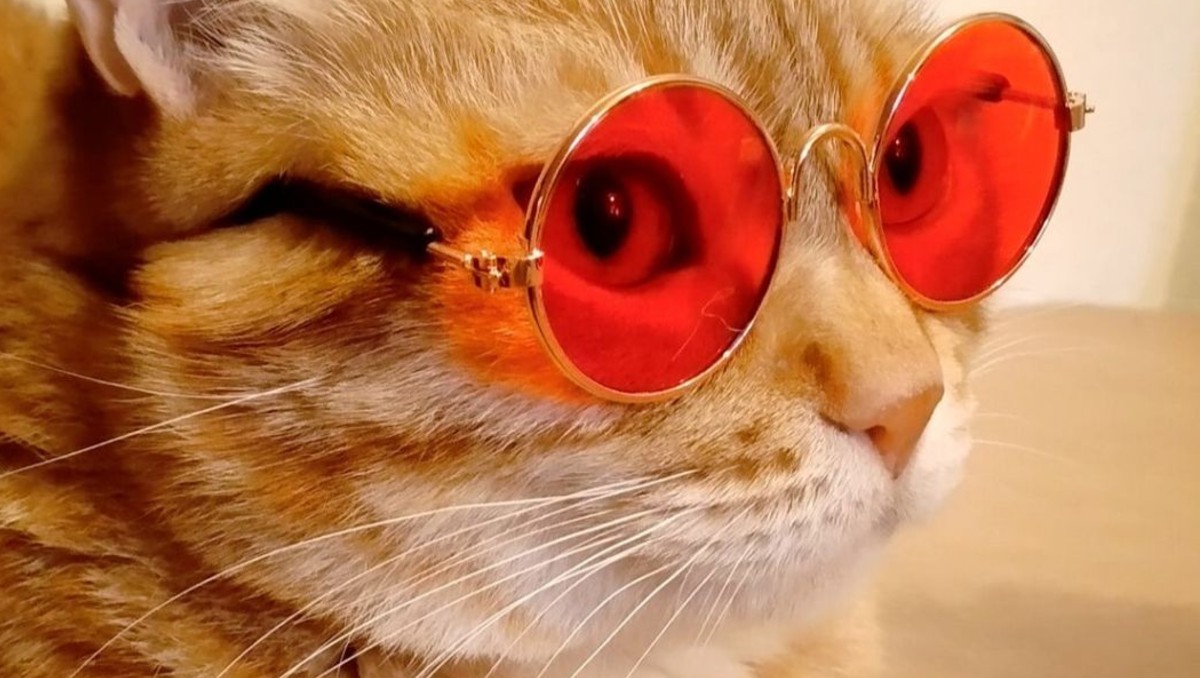 Miau Fest 2026 en CdMx: fechas y todo sobre el festival gatuno.|  FOTO: Miau Fest