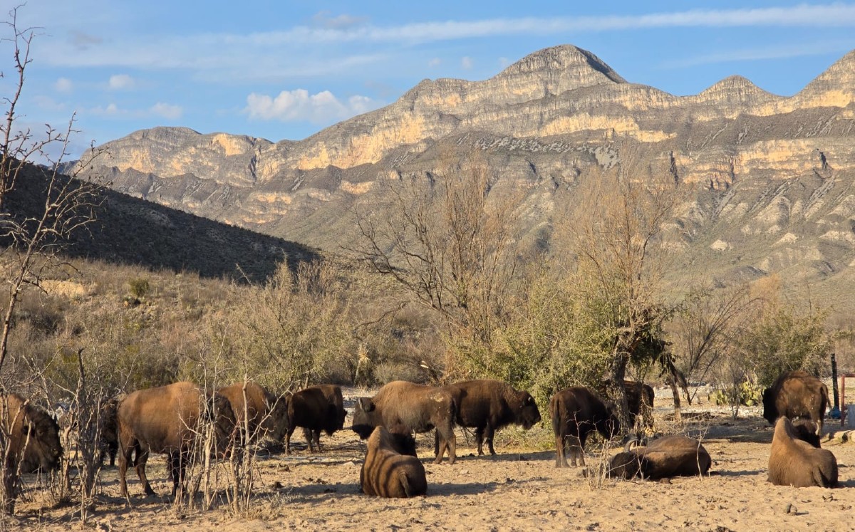 Bisonte en Coahuila. | Foto: Especial