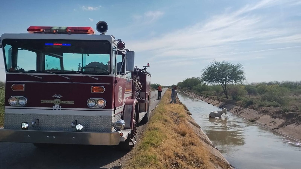 El equino resultó ileso tras el rescate. | Especial