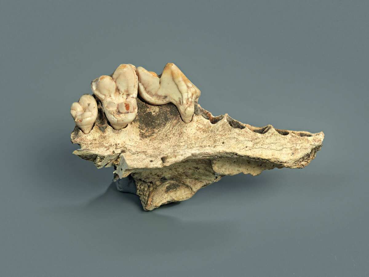 Los huesos caninos que inicialmente parecían ser de perros pertenecían en realidad a lobos (NY Times).