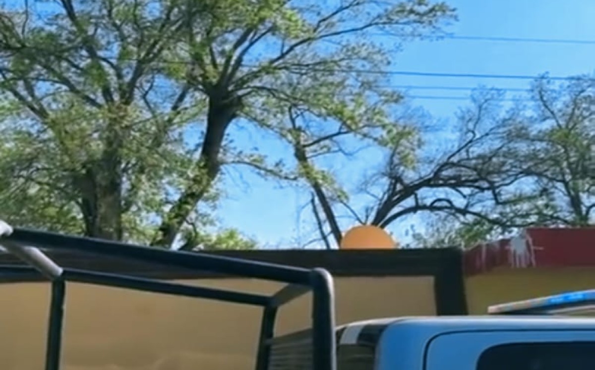 Muere trabajador tras caer de nogal en Parras. | Foto: Especial