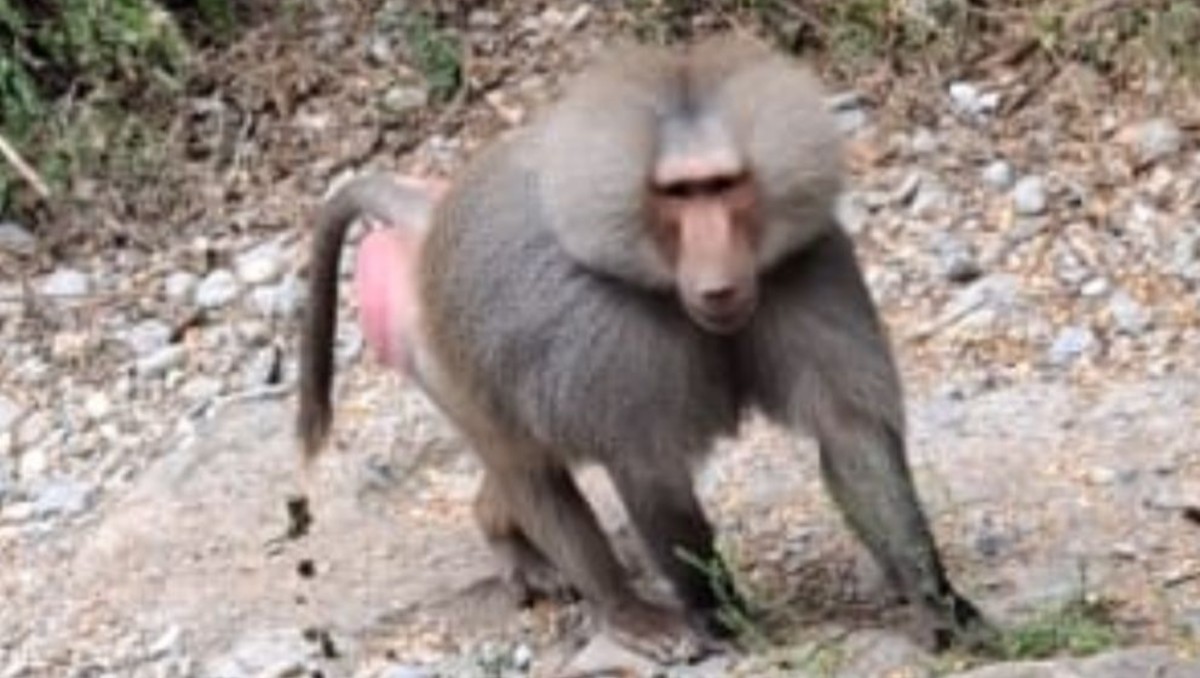 Las autoridades ya han emitido recomendaciones para que no se acerquen. Foto: Especial