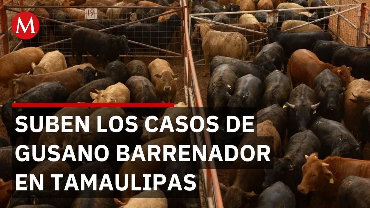 Gusano barrenador amenaza la economía de Tamaulipas