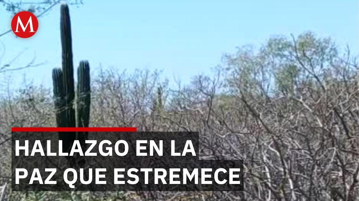 Hallan 6 osamentas en fosas clandestinas de La Paz, Baja California Sur