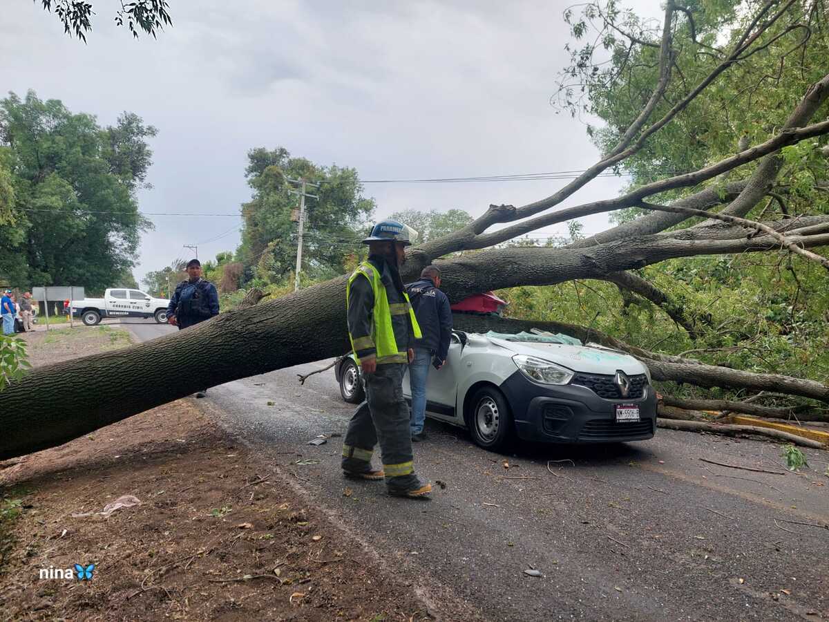 Un joven de 18 años murió al ser aplastado por un árbol | Especial