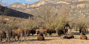 Ahora no solo se espera el nacimiento de nuevas crías en los próximos meses, sino que ya se proyecta la reintroducción de otra especie: el borrego cimarrón.