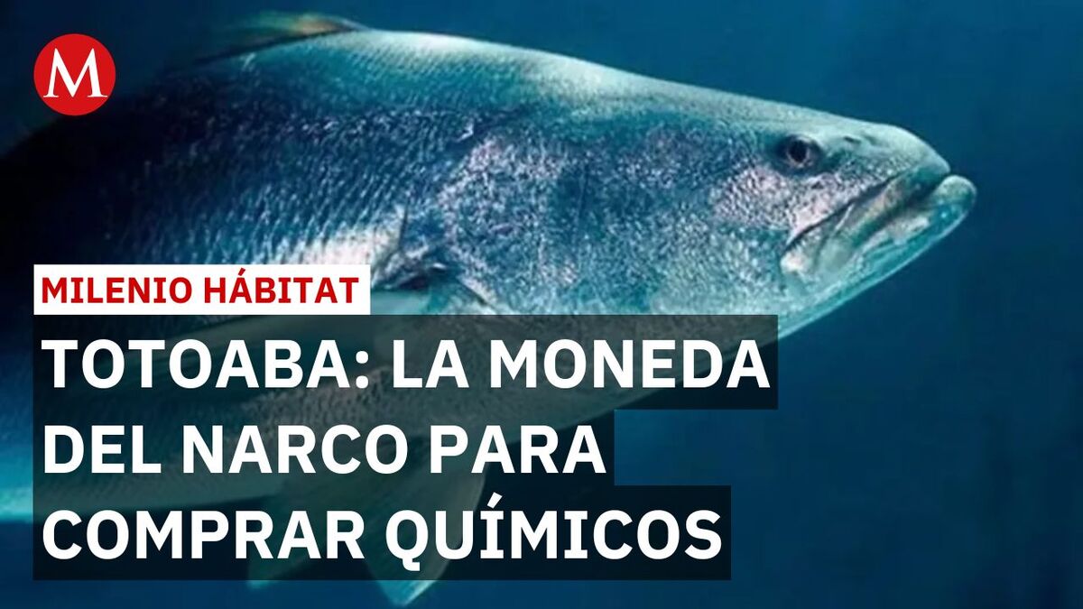 Crimen organizado canjea buche de totoaba por sustancias para drogas
