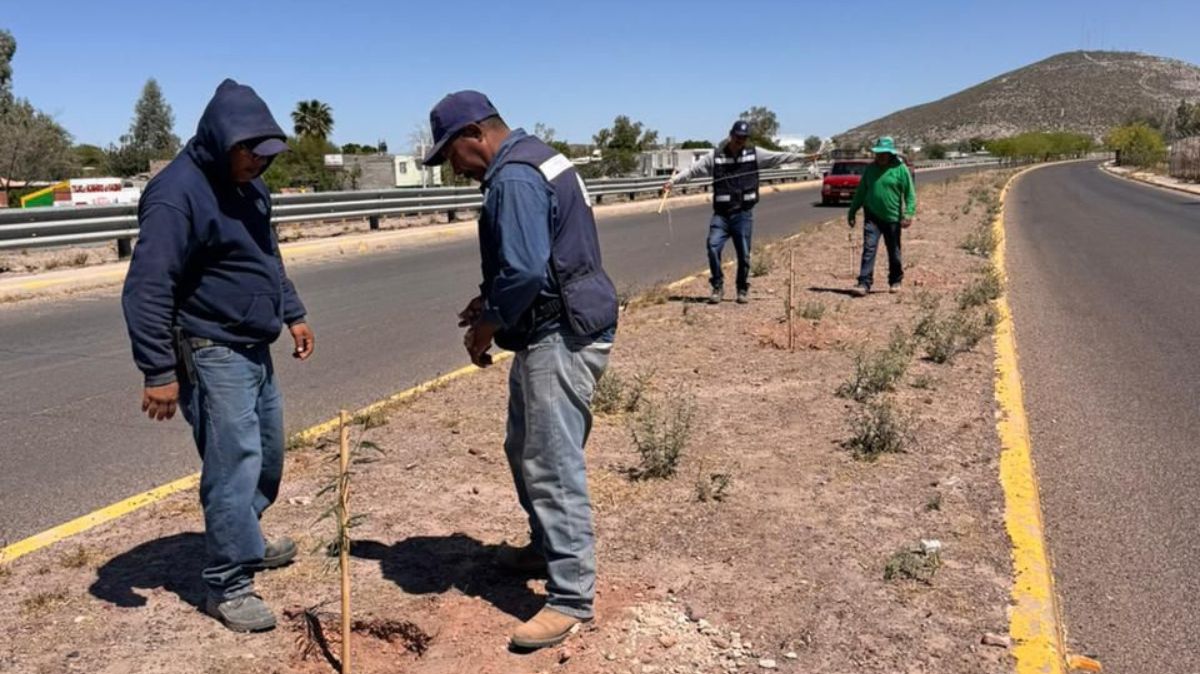El gobierno municipal intensificó las acciones de reforestación en vialidades y espacios públicos.| Cortesía.