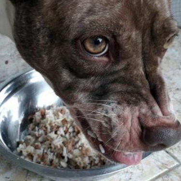 Protección de recursos en perros  como la comida al sentir amenaza
