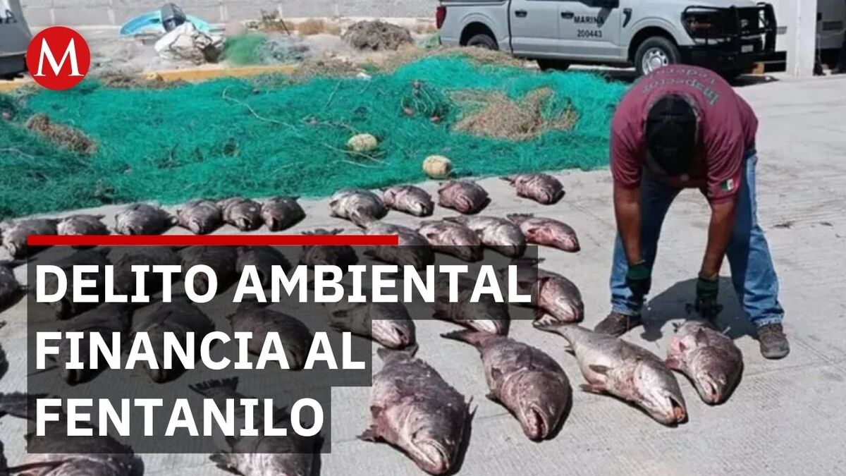 Revelan cómo el Cártel de Sinaloa paga el fentanilo con buches de totoaba a mafias chinas