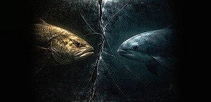 El Cártel de Sinaloa usa buches de totoaba como moneda para pagar precursores de fentanilo a mafias chinas