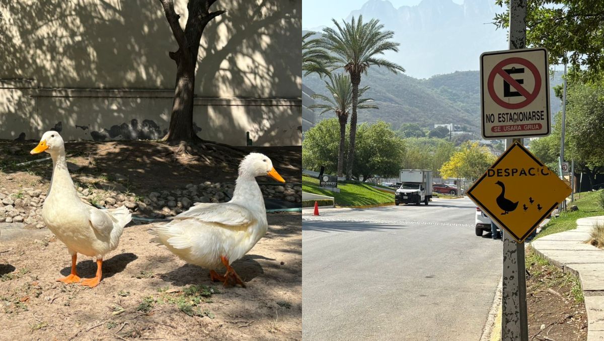 Trabajadores de la zona señalan que algunos conductores no respetan los señalamientos que alertan sobre la presencia de las aves. | Edgar Plata