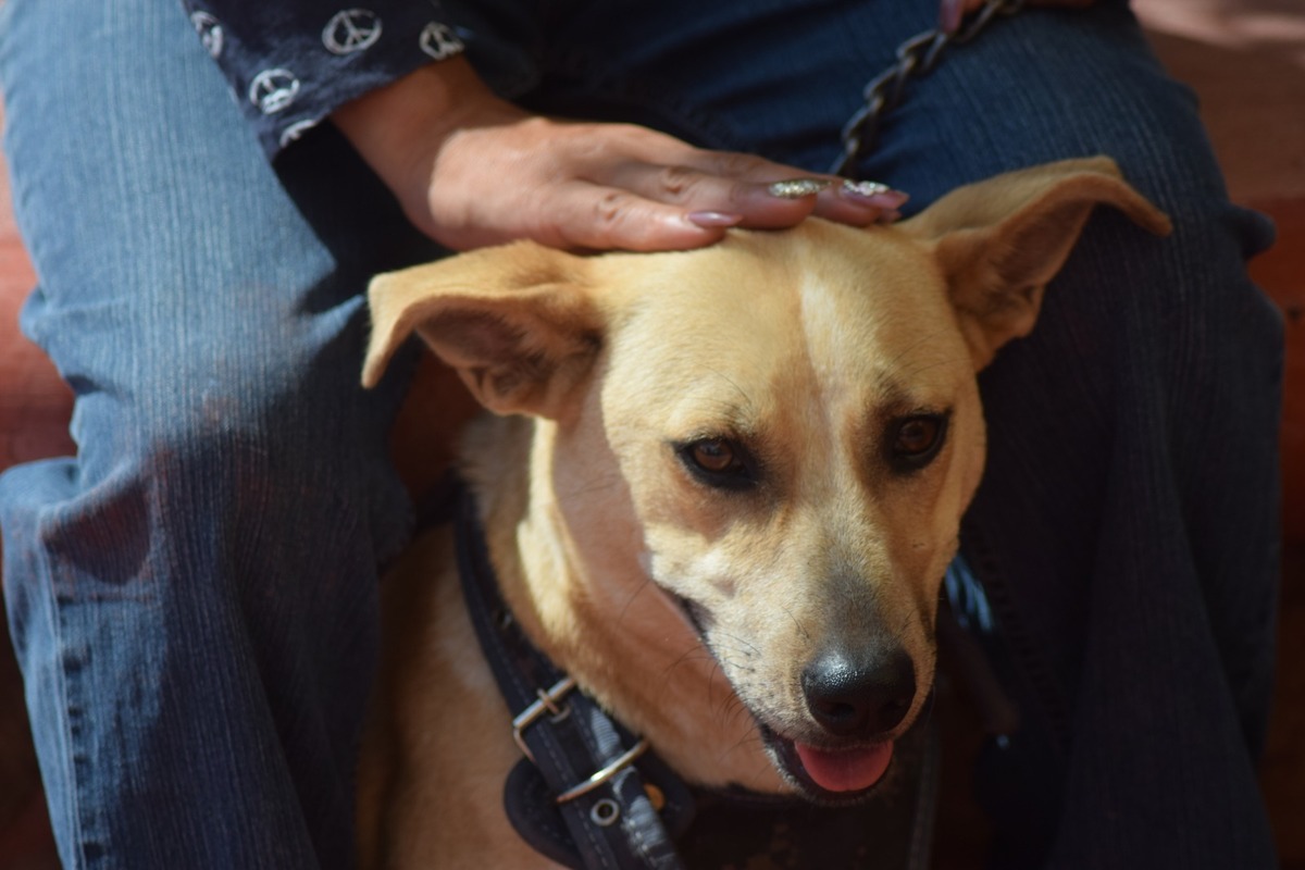 Gusano barrenador afecta a perros y gatos también. (Francisco Villeda)