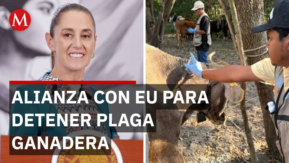 México y EU se unen contra la amenaza del gusano barrenador