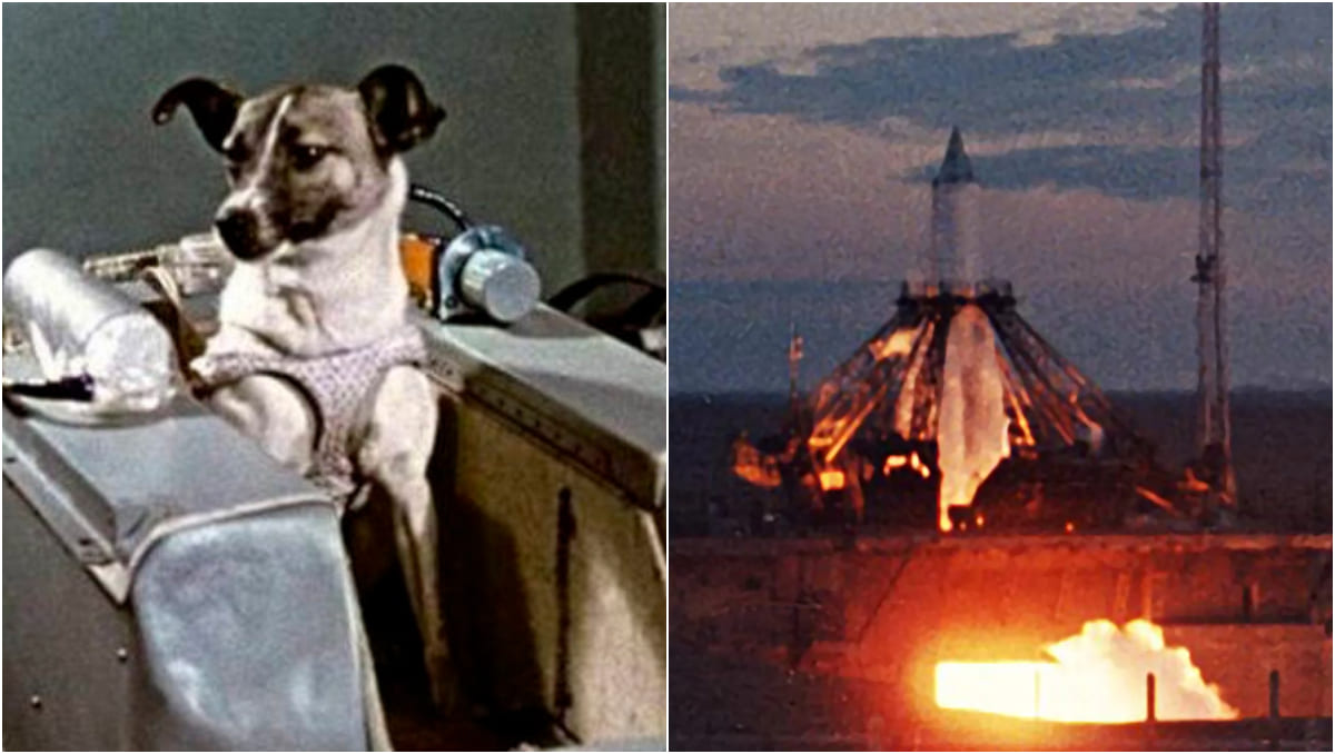 La misión de Laika  se llevó a cabo en 1957. ( Especial | RSC )