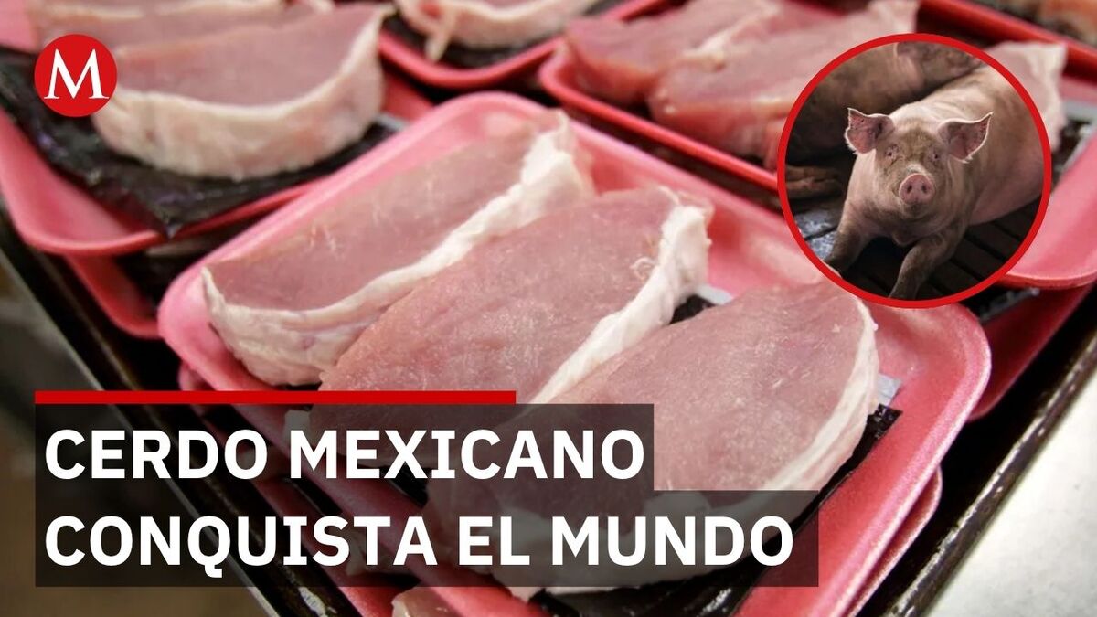 Plan México impulsa la industria porcícola; reducirán importación